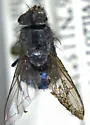 Calliphora alaskensis - photo 2
