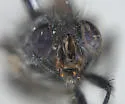 Calliphora alaskensis - photo 3