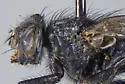 Calliphora alaskensis - photo 4