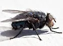 Calliphora coloradensis