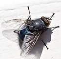 Calliphora coloradensis - photo 2