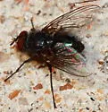 Calliphora coloradensis - photo 3