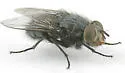 Calliphora coloradensis - photo 4
