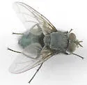 Calliphora coloradensis - photo 5