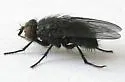 Calliphora latifrons