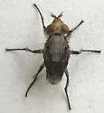 Calliphora latifrons - photo 2