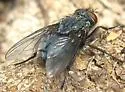 Calliphora latifrons - photo 4