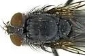 Calliphora latifrons - photo 5