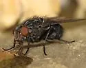 Calliphora livida