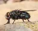 Calliphora livida - photo 2