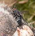 Calliphora livida - photo 3