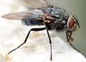 Calliphora livida - photo 4