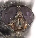 Calliphora livida - photo 5