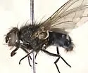 Calliphora loewi