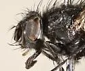 Calliphora loewi - photo 2