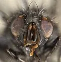 Calliphora loewi - photo 3