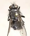 Calliphora loewi - photo 4