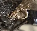 Calliphora loewi - photo 5