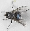 Calliphora stelviana