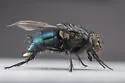 Calliphora stelviana - photo 2