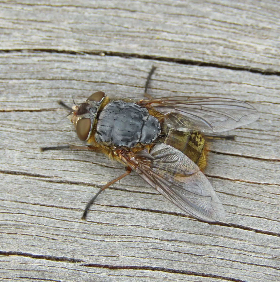 Brown Blowfly - photo 3