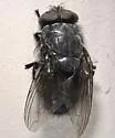 Calliphora terraenovae