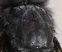 Calliphora terraenovae - photo 2