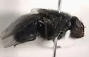 Calliphora terraenovae - photo 3