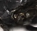 Calliphora terraenovae - photo 4