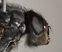 Calliphora terraenovae - photo 5