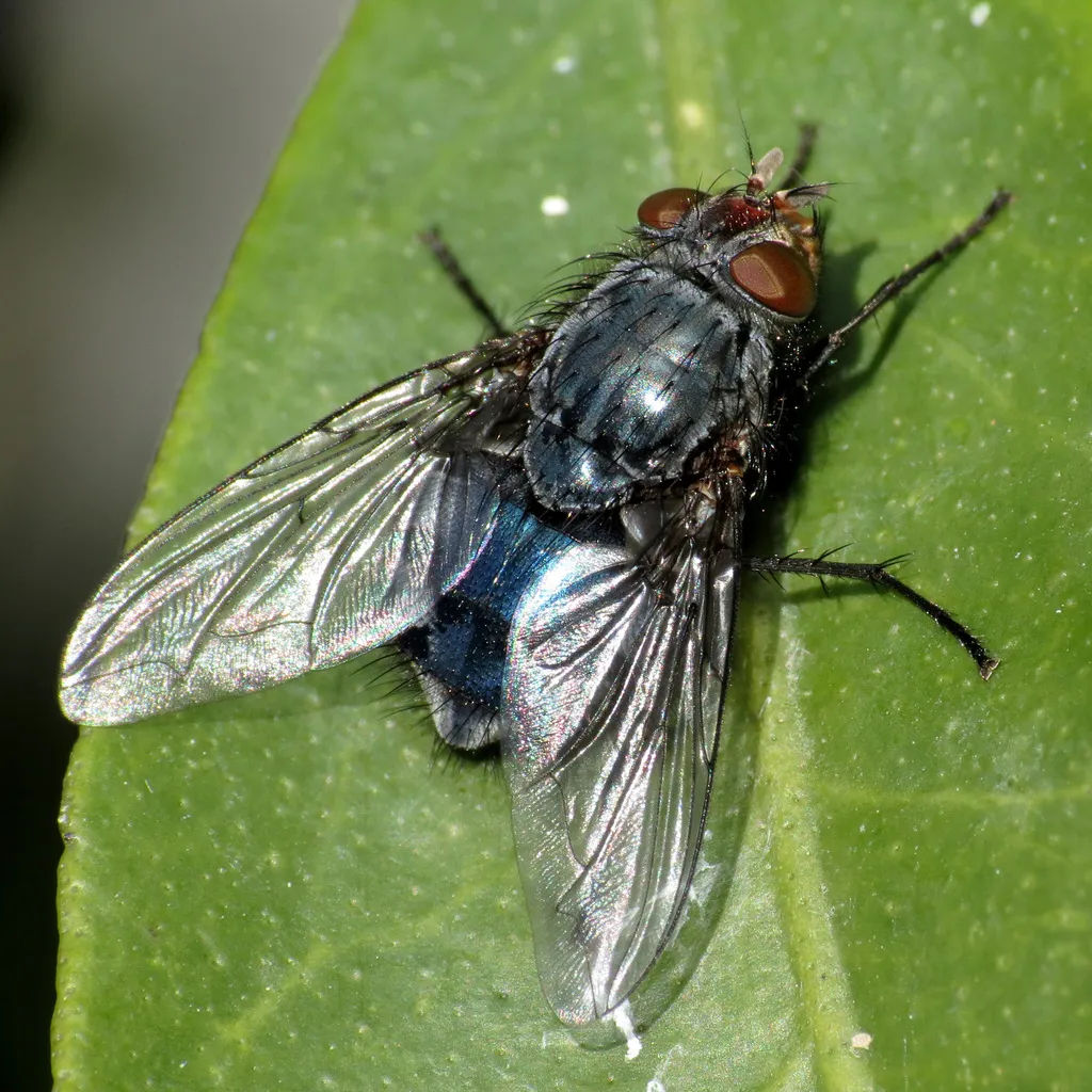 Calliphora vicina - photo 2