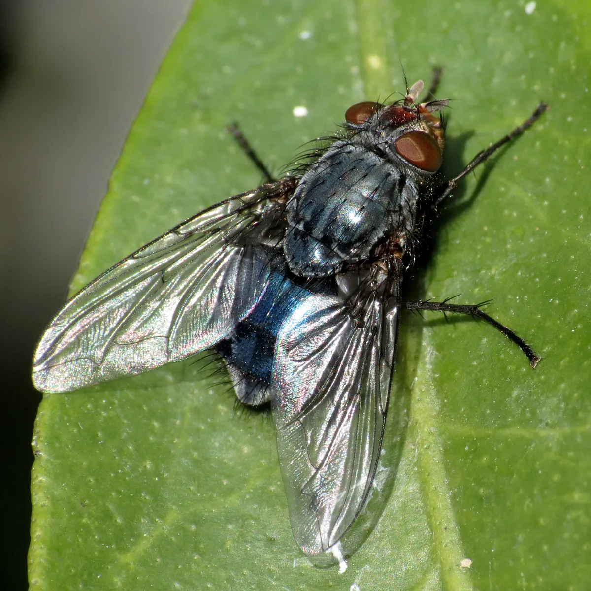 Calliphora vicina - photo 3