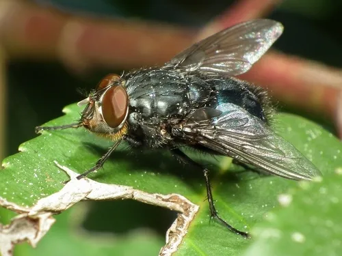 Calliphora vomitoria