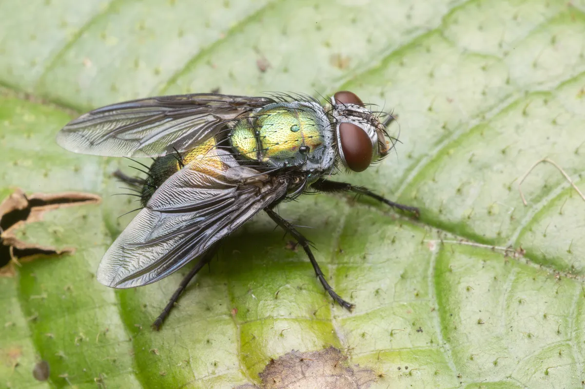 Blow Flies - photo 2
