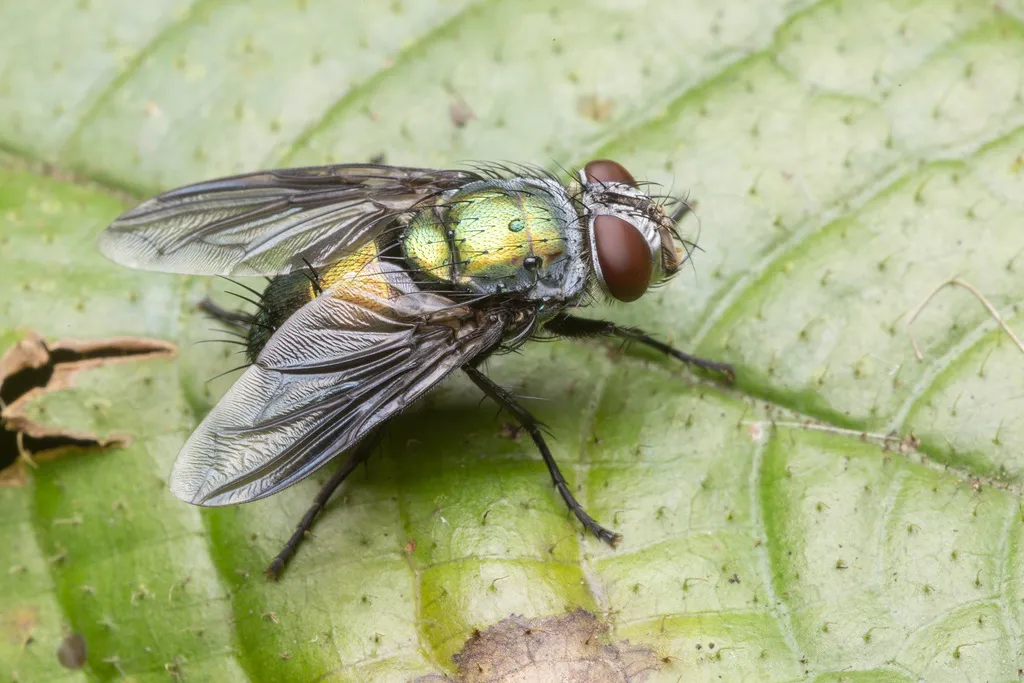 Blow Flies - photo 3