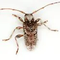 Callipogonius cornutus - photo 2