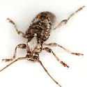 Callipogonius cornutus - photo 3
