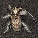 Callipogonius cornutus - photo 4
