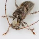 Callipogonius cornutus - photo 5