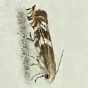 Calliprora sexstrigella - Hodges#2212 - photo 2