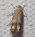 Calliprora sexstrigella - Hodges#2212 - photo 3