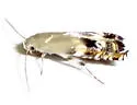 Calliprora sexstrigella - Hodges#2212 - photo 4