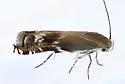 Calliprora sexstrigella - Hodges#2212 - photo 5