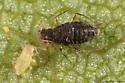 Callipterinella calliptera