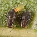 Callipterinella calliptera - photo 2