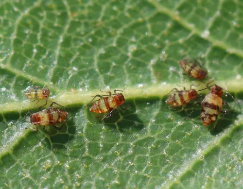 Callipterinella tuberculata