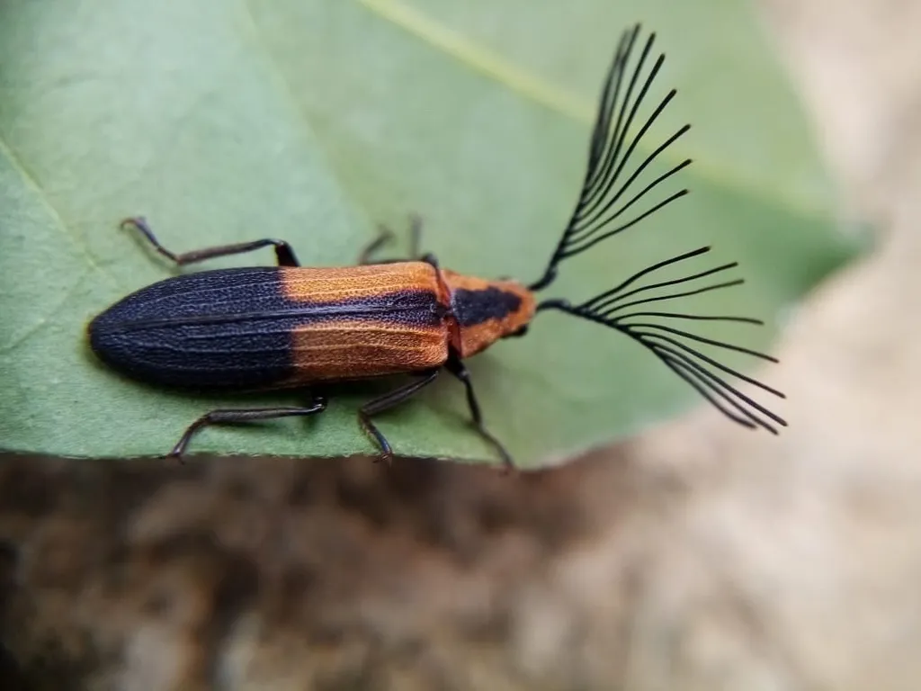 Callirhipid Cedar Beetles - photo 2