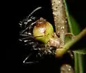 Callirhytis balanopsis