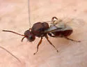 Callirhytis ellipsoida