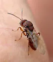 Callirhytis ellipsoida - photo 2